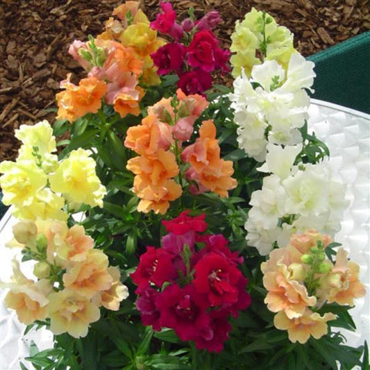 1,000 Snapdragon Seeds Twinny Mix Flower Seeds