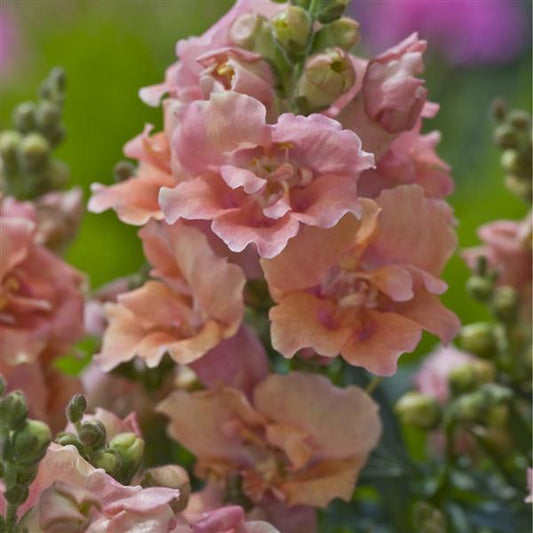1,000 Snapdragon Seeds Twinny Peach Flower Seeds