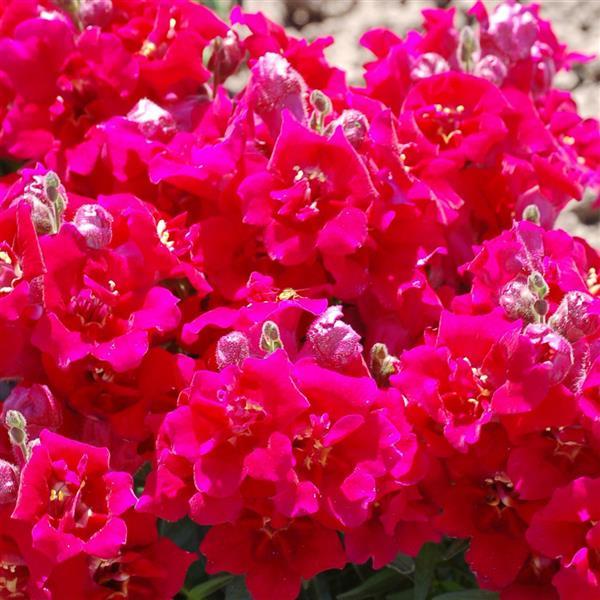 1,000 Snapdragon Seeds Twinny Violet Flower Seeds