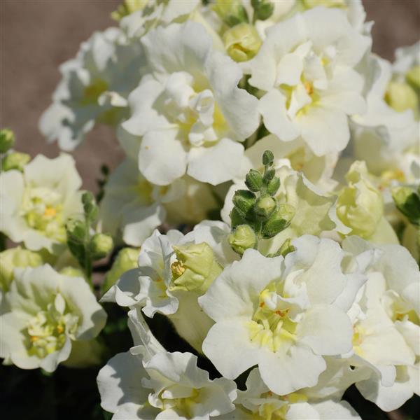 1,000 Snapdragon Seeds Twinny White Flower Seeds