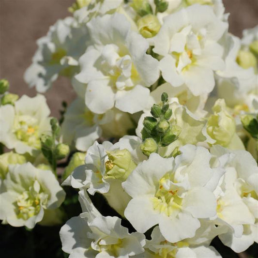 1,000 Snapdragon Seeds Twinny White Flower Seeds