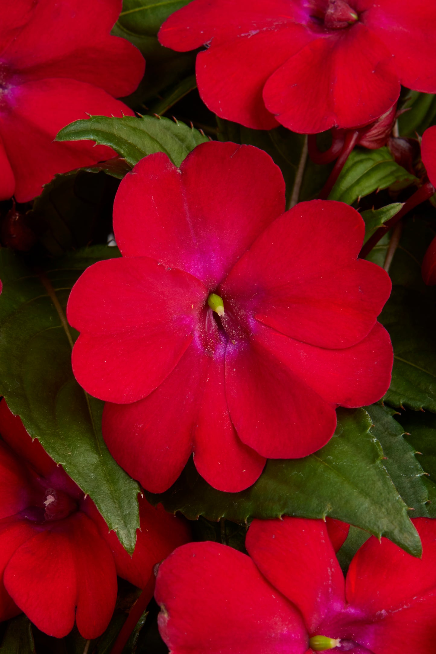 Solarscape® XL Red Glow Interspecific Impatiens Seeds