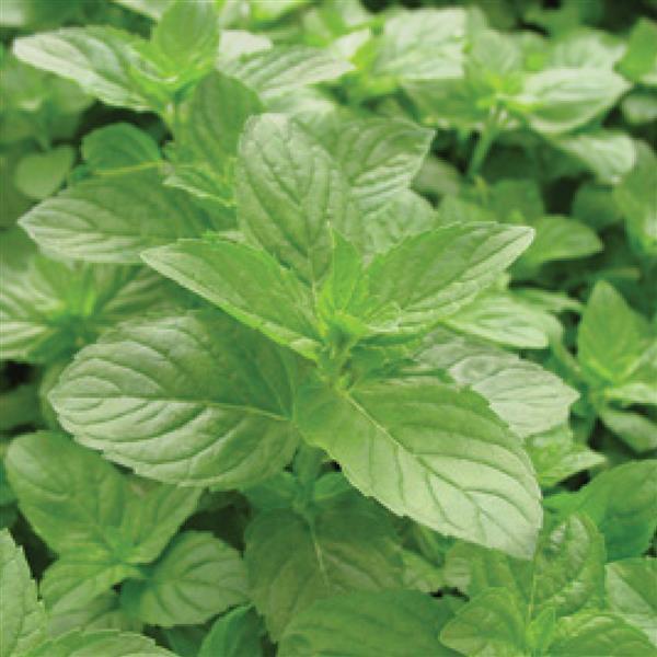 5,000 Spearmint Seeds Menta Spicata Herb Seeds