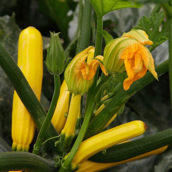 Squash Seeds Golden Glory Vegetable Seeds