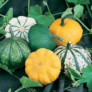 Squash Seeds Scallop Blend Vegetable Seeds