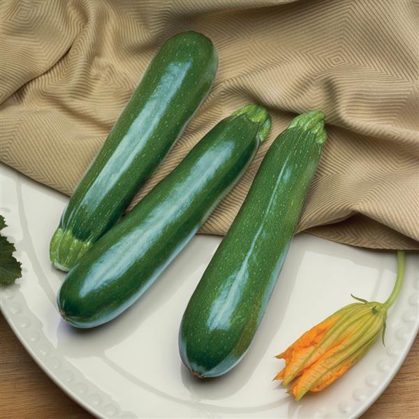 Squash Seeds Spinless Perfection Vegetable Seeds