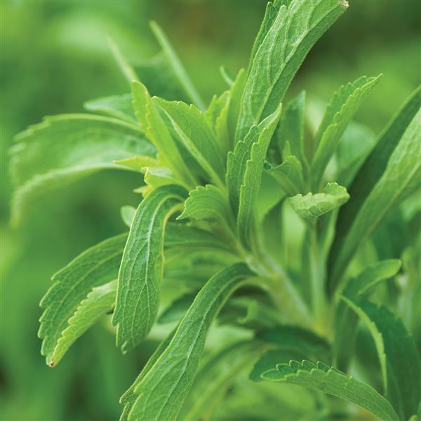 1,000 Pelleted Stevia Seeds Stevia Sweet Leaf Herb Seeds