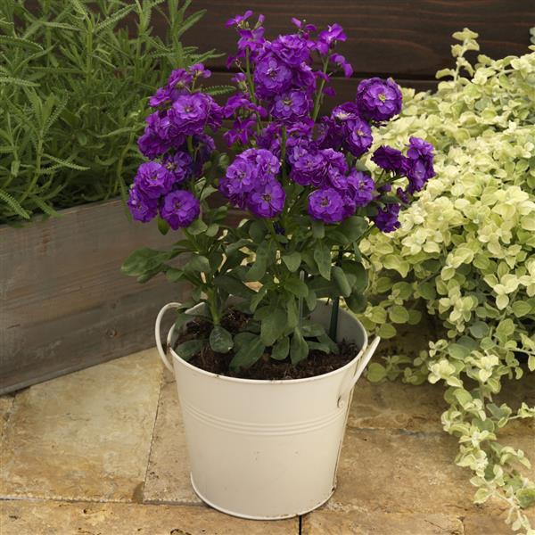 1,000 Stock Seeds Mime Blue Matthiola Seeds