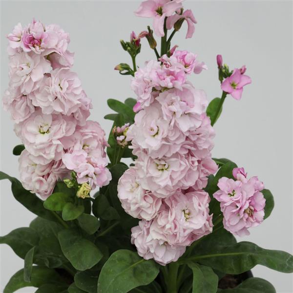 1,000 Stock Seeds Mime Light Pink Matthiola Seeds
