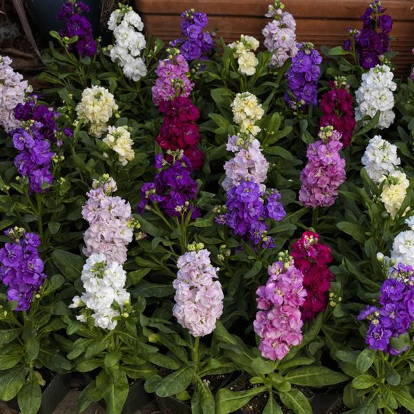 1,000 Stock Seeds Mime Mix Matthiola Seeds