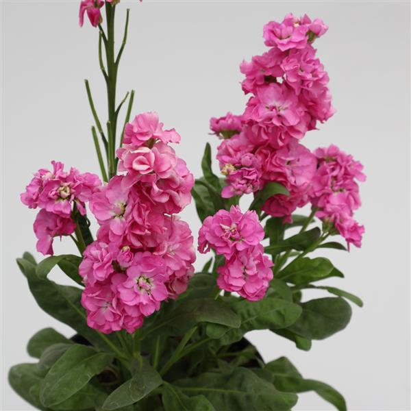 1,000 Stock Seeds Mime Pink Matthiola Seeds