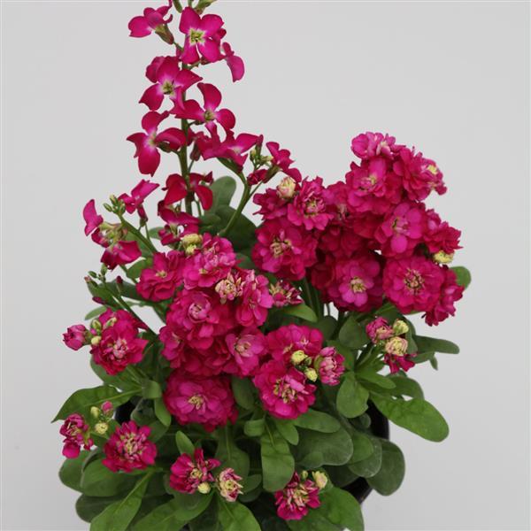1,000 Stock Seeds Mime Rose Matthiola Seeds