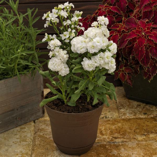 1,000 Stock Seeds Mime White Matthiola Seeds