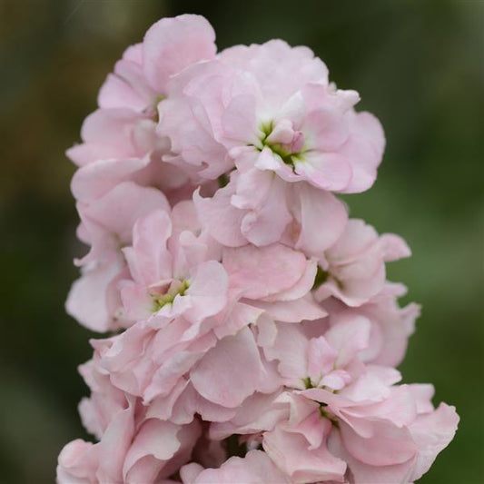 Matthiola Seeds Column Stock Appleblossom Stock Seeds Cut Flower