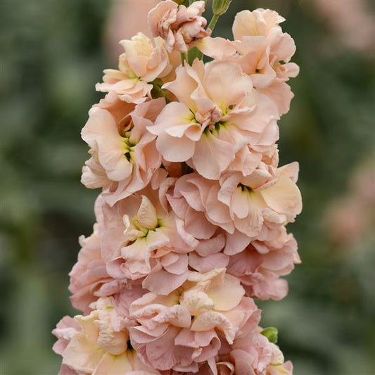 Matthiola Seeds Column Stock Apricot Stock Seeds Cut Flower