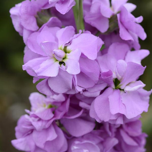 Matthiola Seeds Column Stock Lilac Lavender Stock Seeds Cut Flower