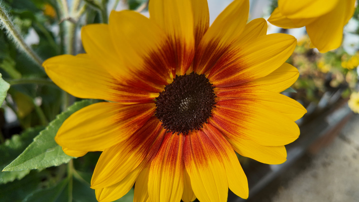 Sunfinity Yellow Red Bicolor Sunflower Seeds (New for 2026
