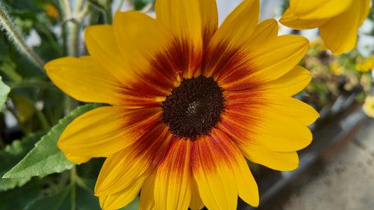Sunfinity Yellow Red Bicolor Sunflower Seeds (New for 2026