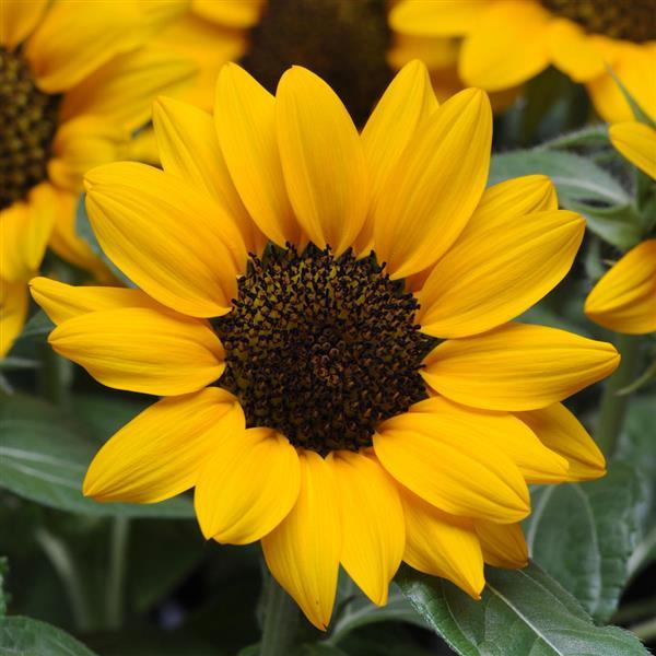 Sunflower Seeds Miss Sunshine Pollen Free Dwarf Sunflower