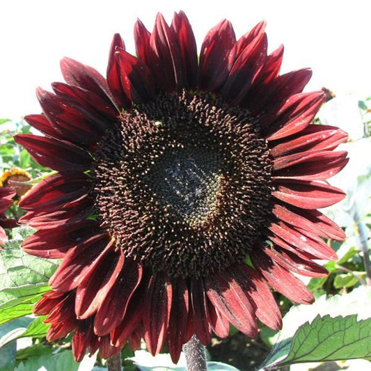 professional cut flower seeds Sunflower Seeds Sunflower Rouge Royale Cut Flowers 1,000 Seeds – Buy Bulk Seeds