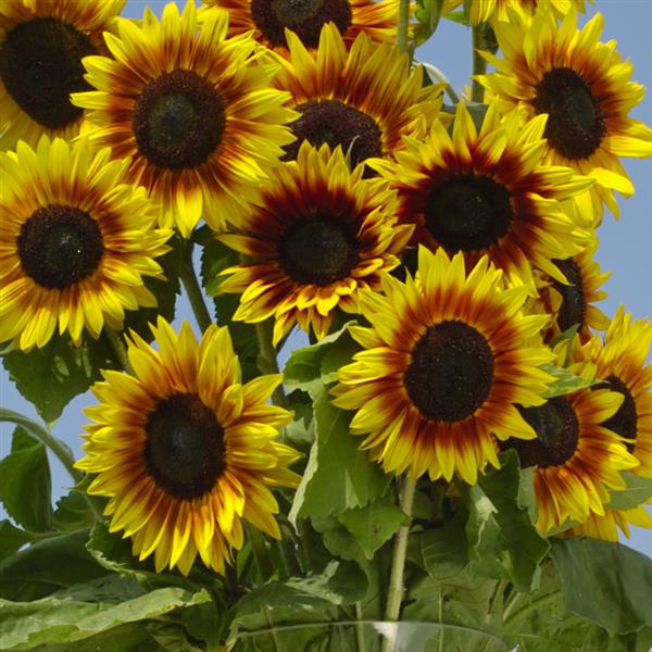 Sunflower Seeds Sunflower Solar Power Bicolor 1,000 Seeds