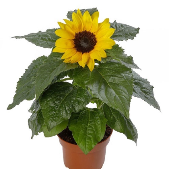 Sunflower Seeds Solsation Yellow Sunflower