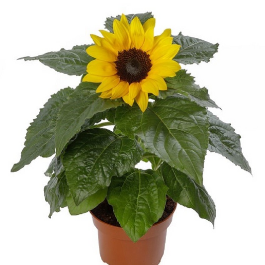 Sunflower Seeds Solsation Yellow Sunflower