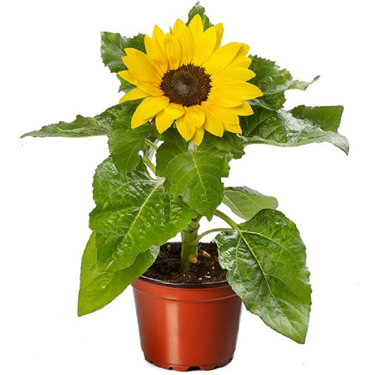 Sunflower Seeds Solsation Yellow Spirt Sunflower