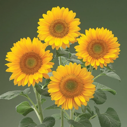 Sunflower Seeds Sunrich Gold 1,000 Seeds Cut Flowers