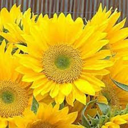 Sunflower Seeds Sunrich Lime 1,000 Seeds Cut Flowers