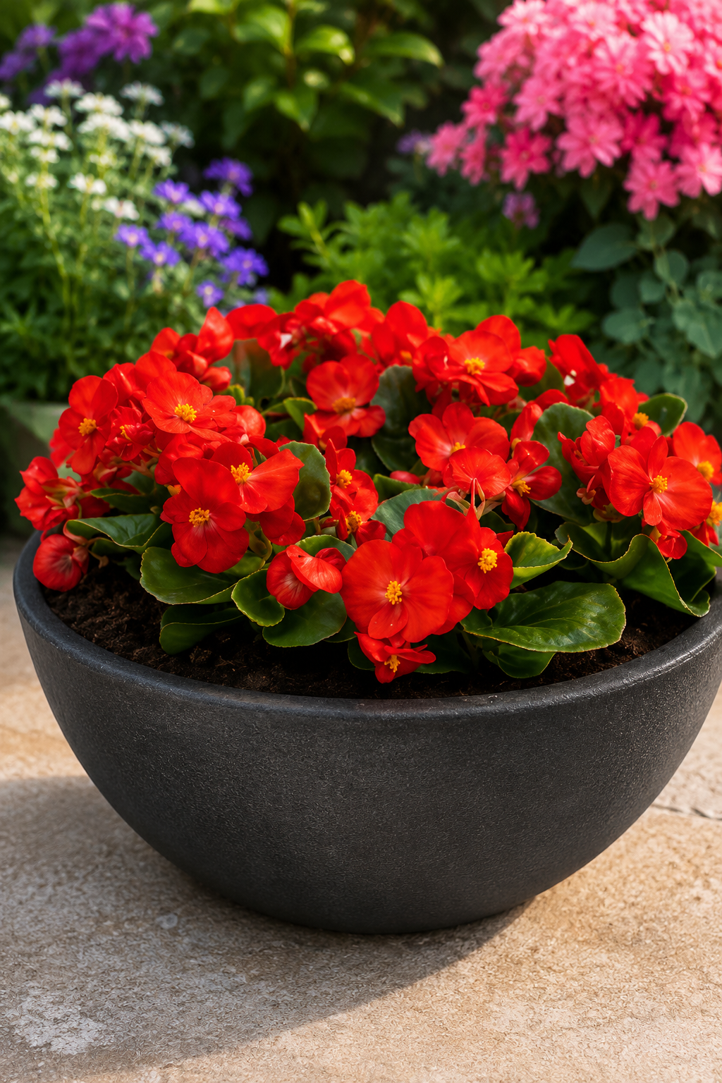 Begonia Flower Seeds Super Cool Red 1,000 Pelleted Seeds