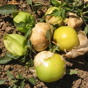 1,000 Tomatillo Seeds Grande Rio Verde Vegetable Seeds