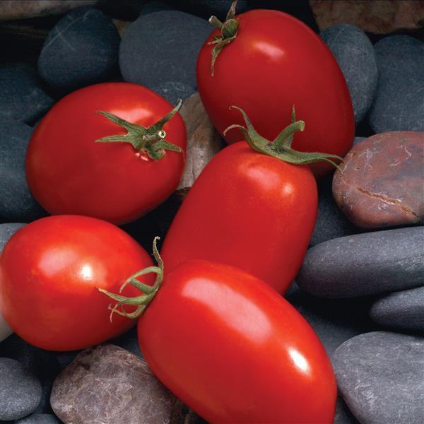 Tomato Seeds Tomato Mariana Determinate F1