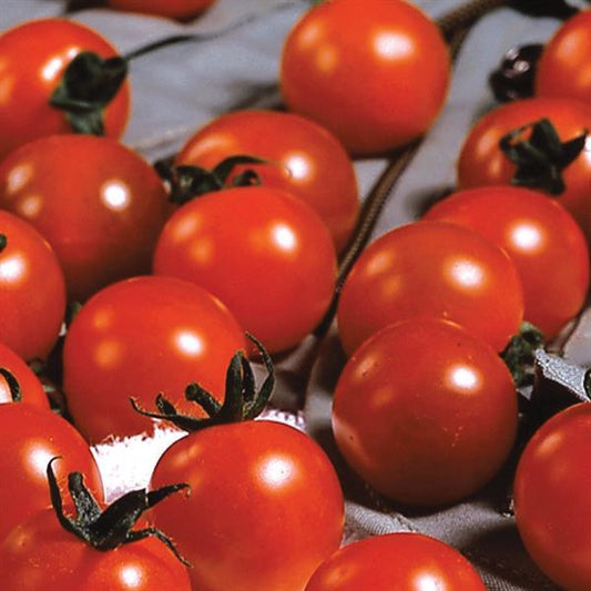 Tomato Seeds Tomato Sweet Million Hybrid