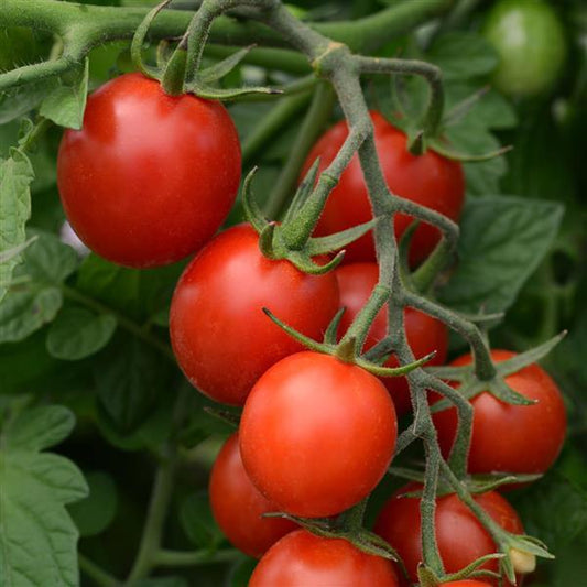 Tomato Seeds Tomato Tidy Treats Cherry Tomato