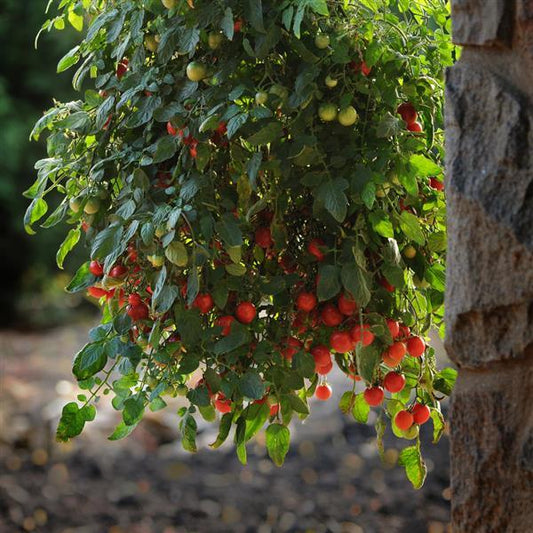 Tomato Seeds Tomato Topsy Tom Trailing Tomato