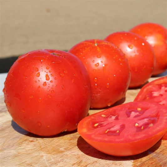Tomato Seeds Tomato Whopping Red Slicer Tomato