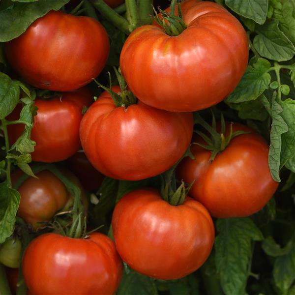 Tomato Seeds Wonderstar Red Beefsteak Tomato
