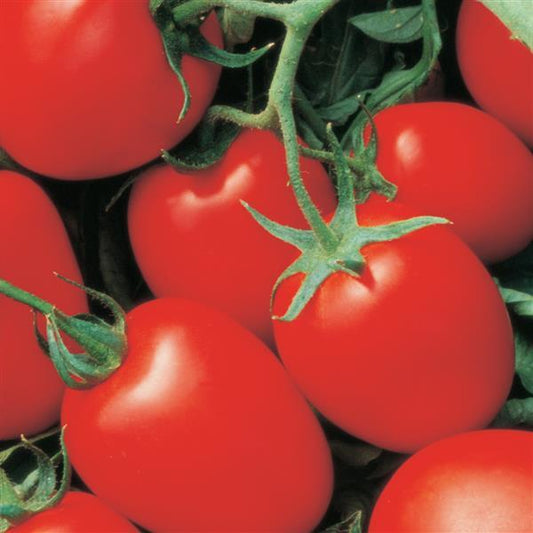 Tomato Seeds Tomato Yaqui F1 Hybrid