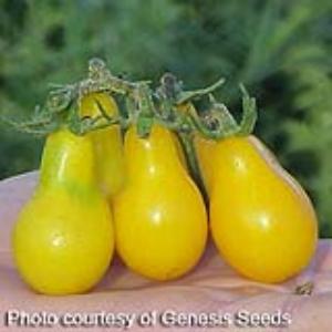 Heirloom Tomato Seeds Yellow Pear