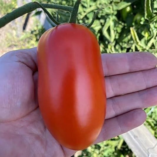 Tomato Seeds Tomato Zenzei F1 Hybrid