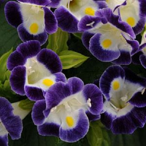 Torenia Seeds Torenia Kauai™ Blue White 1,000 Pelleted Seeds
