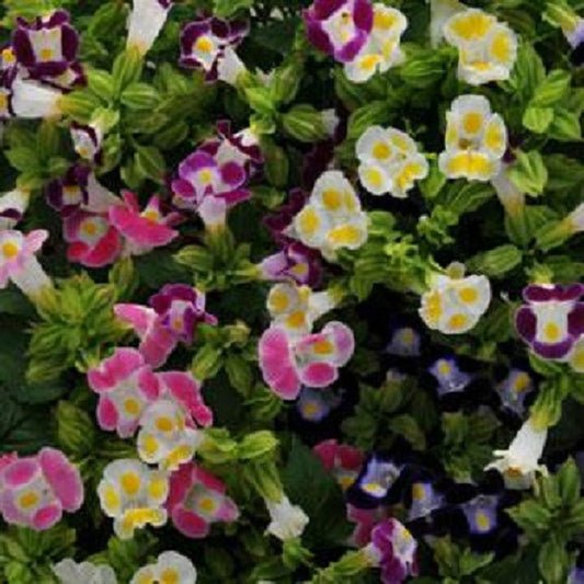 Torenia Seeds Torenia Kauai™ Mix 1,000 Pelleted Seeds