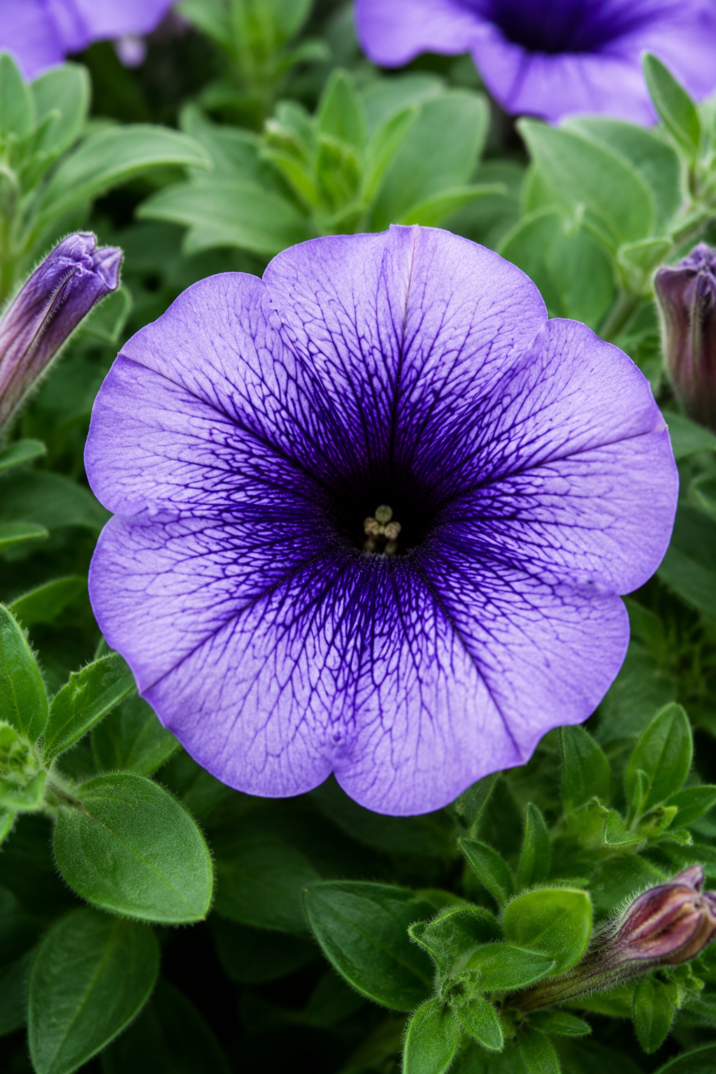 A close-up of a purple petunia flower with dark purple veining in the center, surrounded by green leaves and buds.