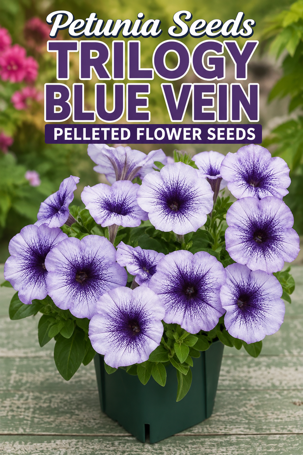 A potted plant of purple and white petunia flowers with dark purple centers, labeled 'Petunia Seeds Trilogy Blue Vein Pelleted Flower Seeds' on a rustic wooden surface.