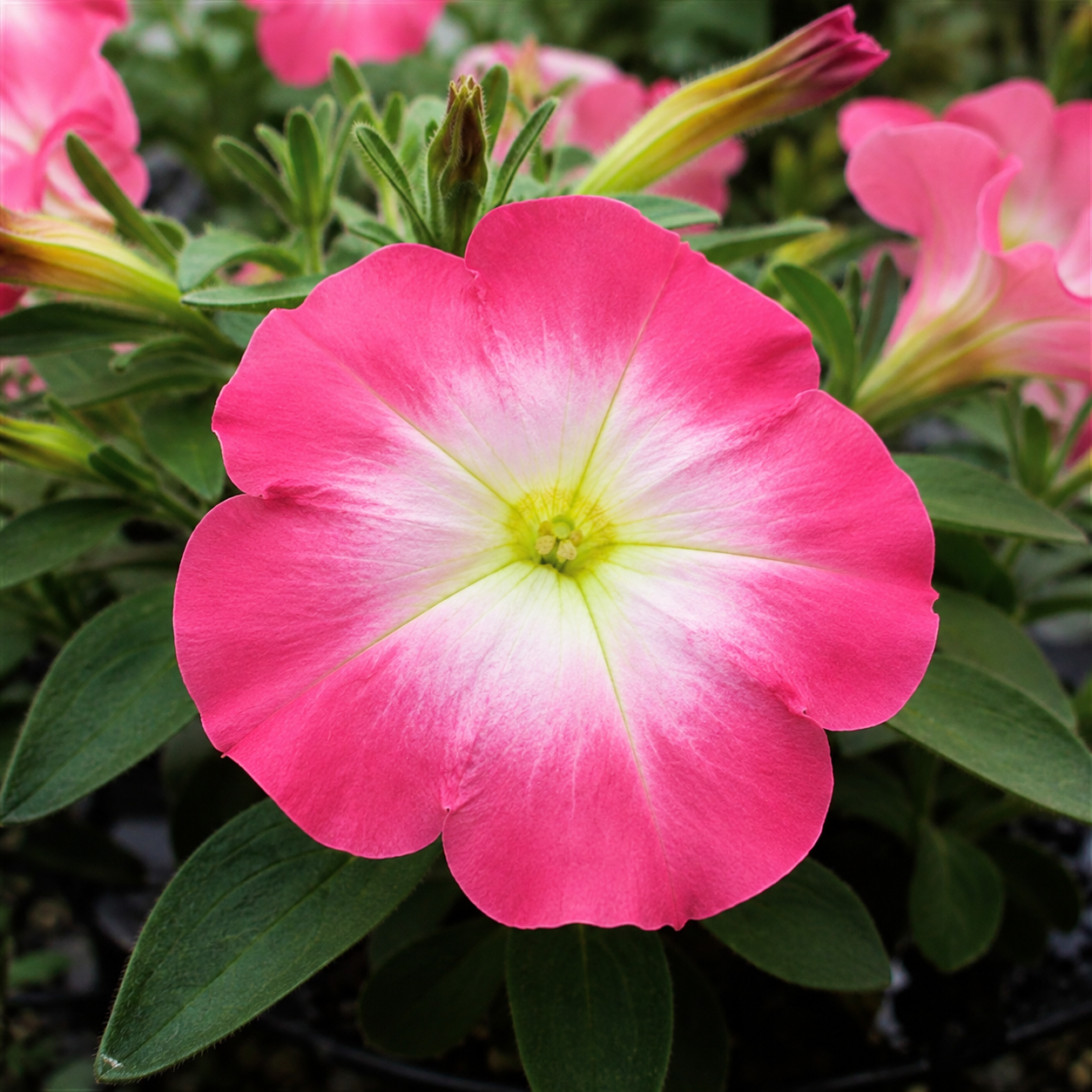 Petunia Seeds Trilogy Cherry Morn Pelleted Flower Seeds