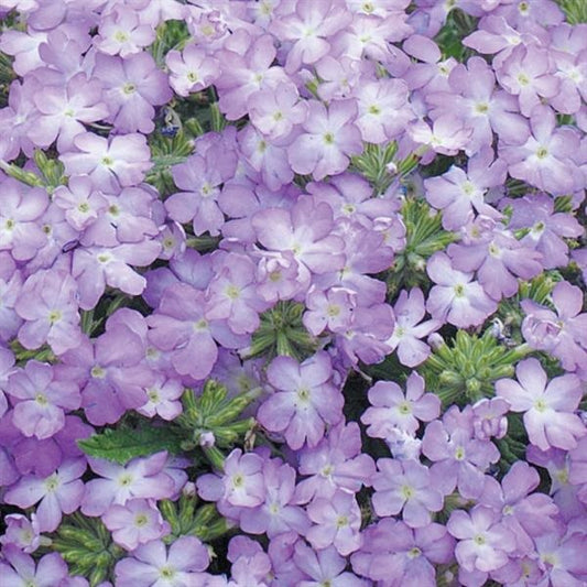 Verbena Seeds Verbena Tuscany Lavender Picotee 1,000 Seeds
