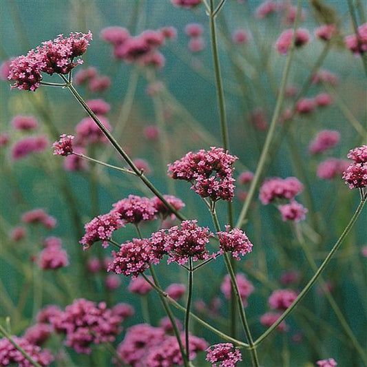 Verbena Seeds Verbena Buenos Aires 1,000 Seeds