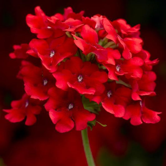 Verbena Seeds Verbena Obsession Cascade Scarlet