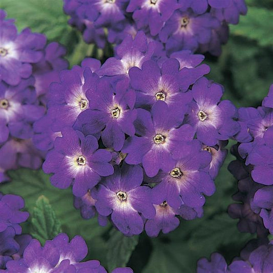Verbena Seeds Verbena Quartz Blue 1,000 Seeds